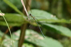 Chalcolestes viridis