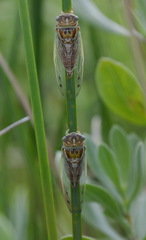 Diceroprocta delicata