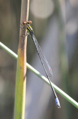Pseudagrion hageni