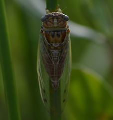 Diceroprocta delicata