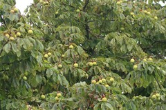 Aesculus hippocastanum