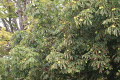 Aesculus hippocastanum