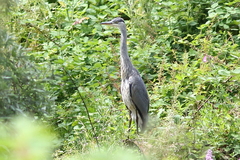 Ardea cinerea