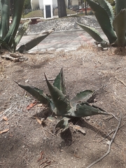 Agave