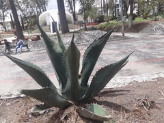 Agave