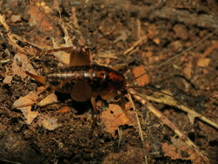 Ceuthophilus maculatus