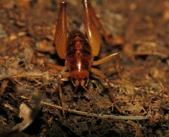 Ceuthophilus maculatus