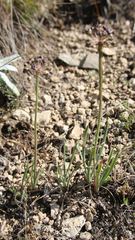 Allium denudatum