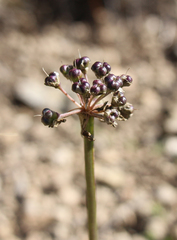 Allium denudatum