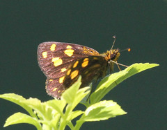 Metisella metis