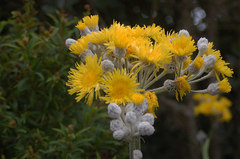 Sonchus canariensis