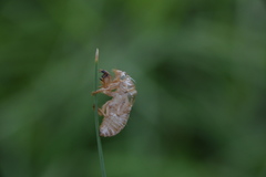 Diceroprocta delicata