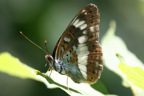 Eurasian White Admiral