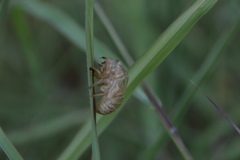 Diceroprocta delicata