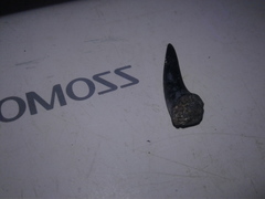 Lamniformes