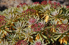 Euphorbia atropurpurea