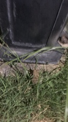 Duttaphrynus stomaticus