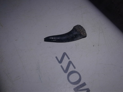 Lamniformes