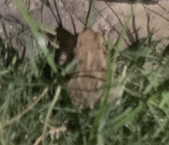 Duttaphrynus stomaticus