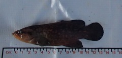 Twice-Spotted Soapfish photo 2