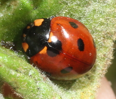 Coccinella septempunctata