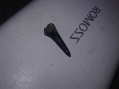 Lamniformes