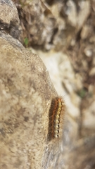 Acronicta euphorbiae