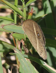 Brakefieldia perspicua