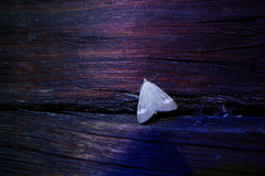 Udea alpinalis