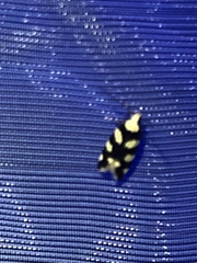 Pseudotelphusa tessella