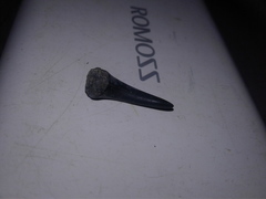 Lamniformes