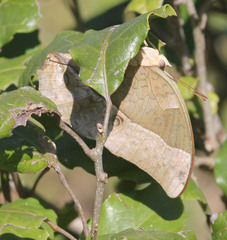 Charaxes varanes