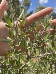 Peraphyllum ramosissimum