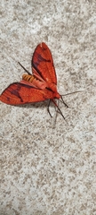 Elysius