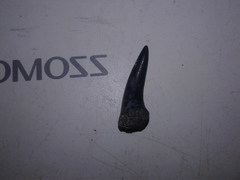 Lamniformes