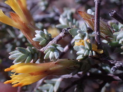 Pteronia glauca