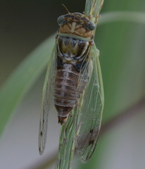 Diceroprocta delicata