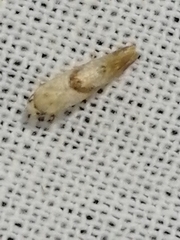 Cochylidia implicitana