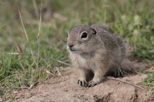 Snake River Plains Ground Squirrel