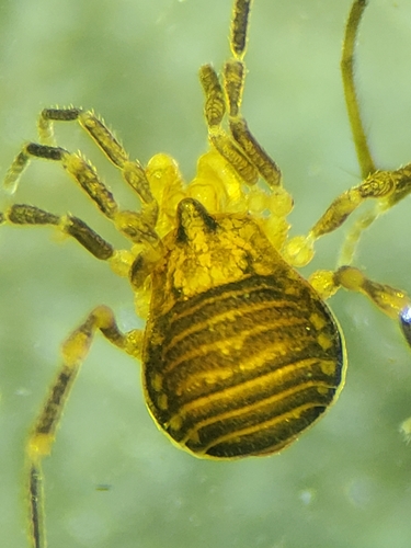 Paranonychus brunneus