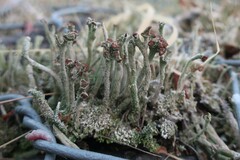 Cladonia