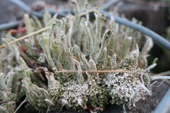 Cladonia
