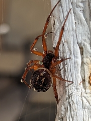 Steatoda nobilis