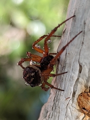 Steatoda nobilis