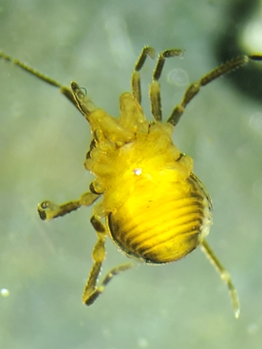 Paranonychus brunneus