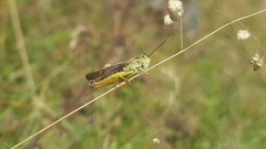 Omocestus viridulus