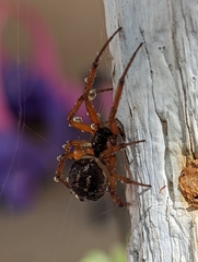 Steatoda nobilis