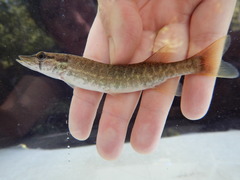 Esox americanus