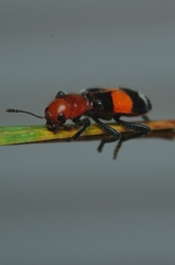 Enoclerus muttkowskii