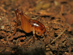 Ceuthophilus maculatus